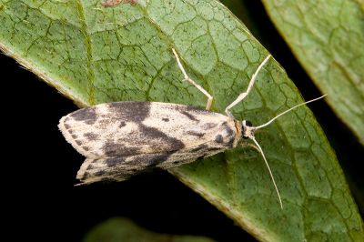 兩點雲苔蛾 Meteugoa ochrivena japonica 性別不明