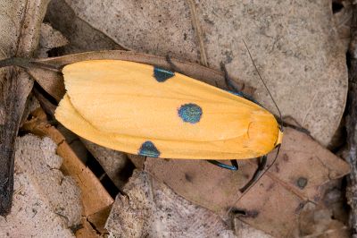 藍緣苔蛾 Conilepia nigricosta paiwan 雌蟲
