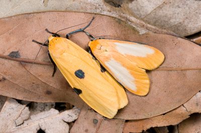 藍緣苔蛾 Conilepia nigricosta paiwan 雄蟲與雌蟲