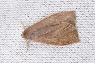 Nishada formosibia 雄蟲