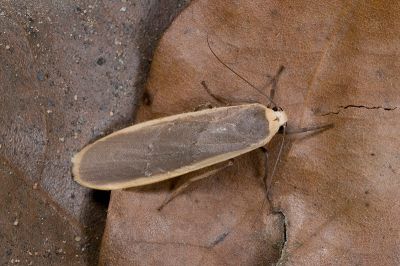 安土苔蛾 Brunia antica 雌蟲