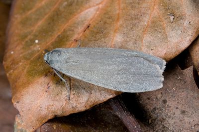 淡墨土苔蛾 Eilema pulverea 雄蟲