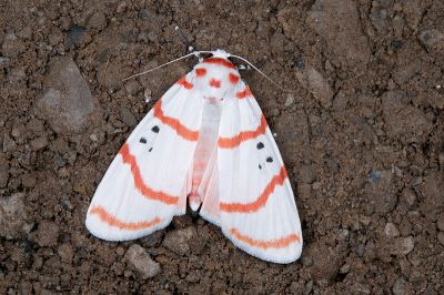 蘇雪苔蛾 Cyana subalba 雌蟲