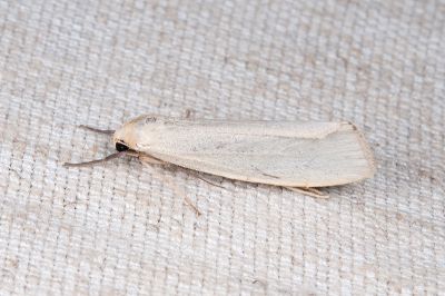 灰銀荷苔蛾 Ghoria tecta 雄蟲