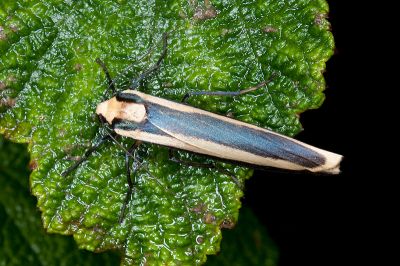 雙帶苔蛾 Chrysorabdia vilemani 雄蟲