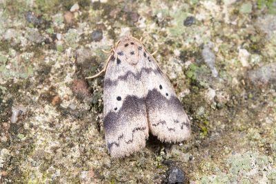 瑟尼良苔蛾 Eugoa cernyi 雌蟲
