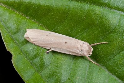 六點苔蛾 Pelosia muscerda tetrasticta 雄蟲