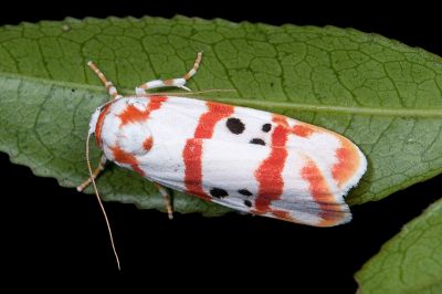 三斑叉紋雪苔蛾 Cyana quadripartita quadripartita 雄蟲