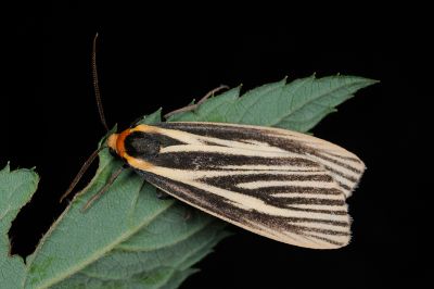 流線黑苔蛾 Agylla pulchristriata 雄蟲