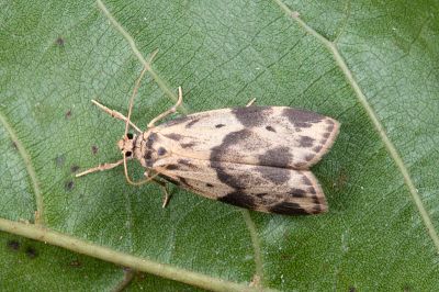 兩點雲苔蛾 Meteugoa ochrivena japonica 性別不明