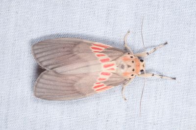 Barsine fuscozonata 雌蟲
