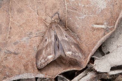 褐帶小苔蛾 Philenora latifasciata 雄蟲