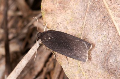 鱗苔蛾 Blavia scoteola 雄蟲