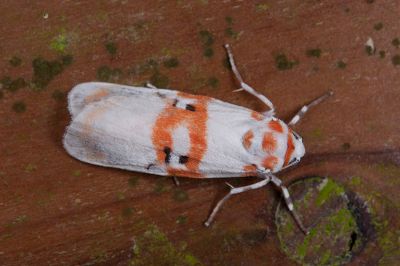 蘇雪苔蛾 Cyana subalba 雄蟲