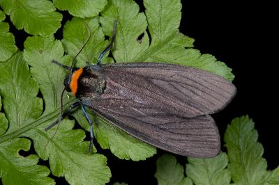 烏閃苔蛾 Paraona staudingeri formosana 雄蟲