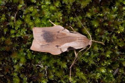 隆凹緣苔蛾 Teulisna tumida 雄蟲