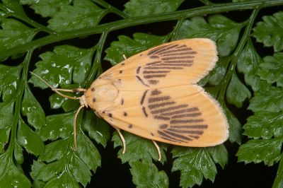 花蓮痣苔蛾 Stigmatophora karenkonis 雄蟲