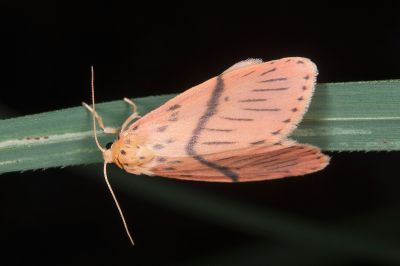 中斜帶美苔蛾 Miltochrista mediobliqua 雄蟲