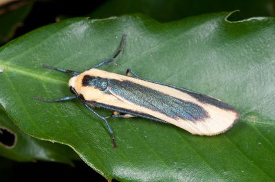 台日苔蛾 Chrysorabdia taiwana 雄蟲