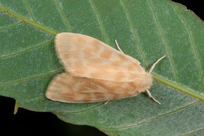 半明苔蛾 Hemipsilia coavestis 雄蟲