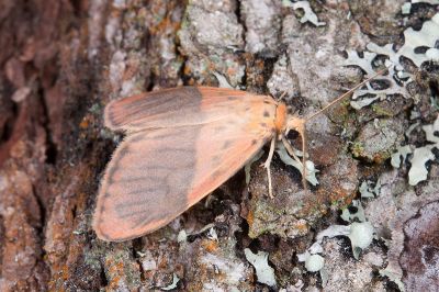 中斜帶美苔蛾 Miltochrista mediobliqua 雄蟲