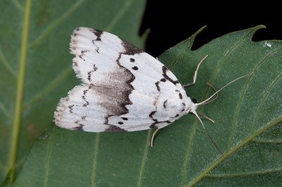 三角斑良苔蛾 Eugoa sinuata 雌蟲