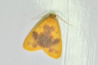 雲彩苔蛾 Nudina artaxidia 雄蟲
