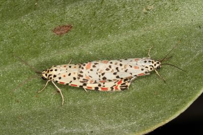 普三色星燈蛾 Utetheisa pulchelloides vaga 交尾中個體