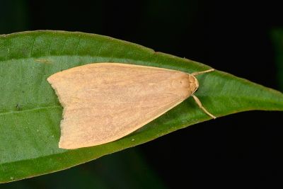 Nishada formosibia 雌蟲
