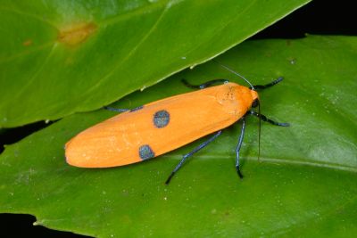 藍緣苔蛾 Conilepia nigricosta paiwan 雌蟲