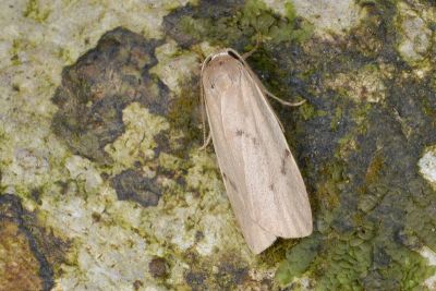 六點苔蛾 Pelosia muscerda tetrasticta 雄蟲