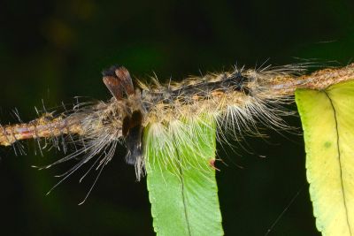 埔里松村葩苔蛾 Matsumursine horishanella