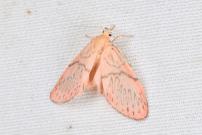 恆春瑟美苔蛾 Sesapa koshunica 雄蟲