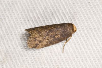 暗良苔蛾 Eugoa brunnea 雄蟲