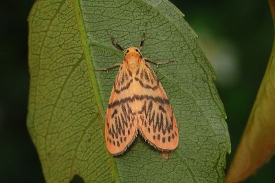 恆春瑟美苔蛾 Sesapa koshunica 雄蟲