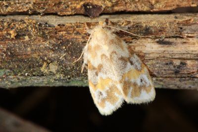 雙斑昏苔蛾 Nudaria diaphanella 雄蟲