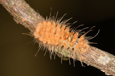 短梯紋美苔蛾 Miltochrista arcuata