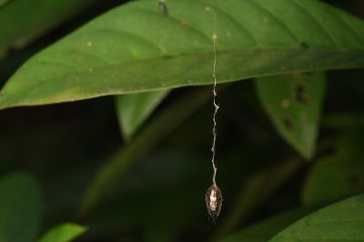 兩點雲苔蛾 Meteugoa ochrivena japonica