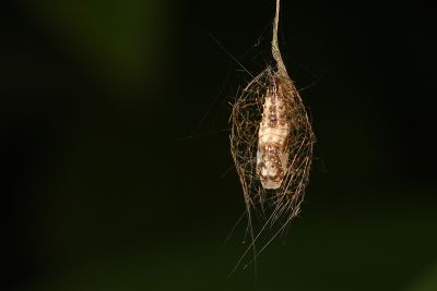兩點雲苔蛾 Meteugoa ochrivena japonica