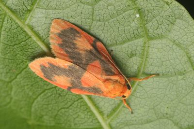 丁嘉異美苔蛾 Aberrasine dingjiai