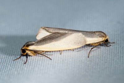 雙分苔蛾 Hesudra divisa 交尾中個體