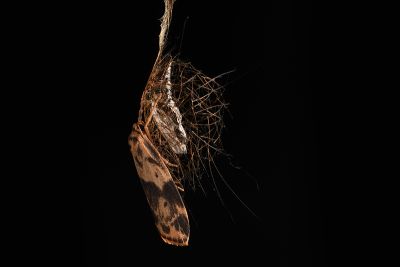 兩點雲苔蛾 Meteugoa ochrivena japonica 雌蟲