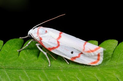 血紅雪苔蛾 Cyana sanguinea 雌蟲