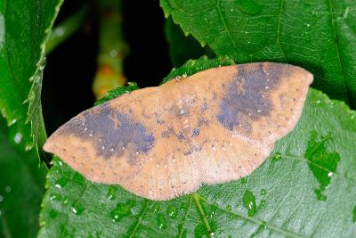 稍巧裳蛾 Oruza brunnea 雌蟲
