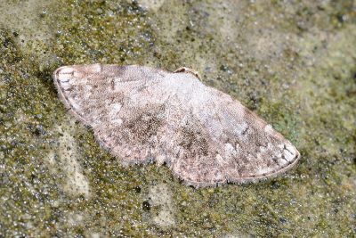 灰瑪裳蛾 Mataeomera biangulata 雄蟲
