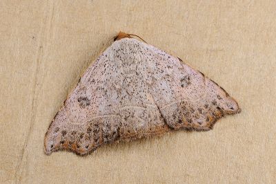 粉拉裳蛾 Laspeyria ruficeps 雄蟲