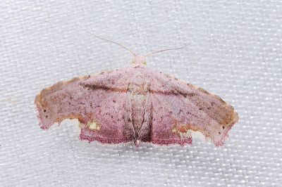 Niaccaba sumptualis 雄蟲