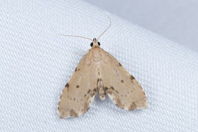 小點斑裳蛾 Metaemene hampsoni