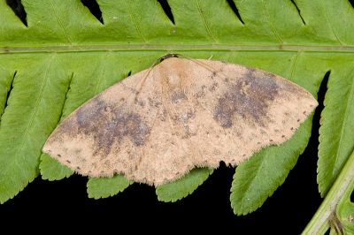 稍巧裳蛾 Oruza brunnea 雄蟲