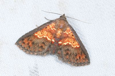 紅紋裳蛾 Cerynea igniaria 雌蟲